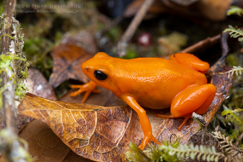 Golden Mantella