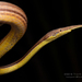Malagasy Leaf-nosed Snakes - Photo (c) Frank Deschandol, all rights reserved, uploaded by Frank Deschandol