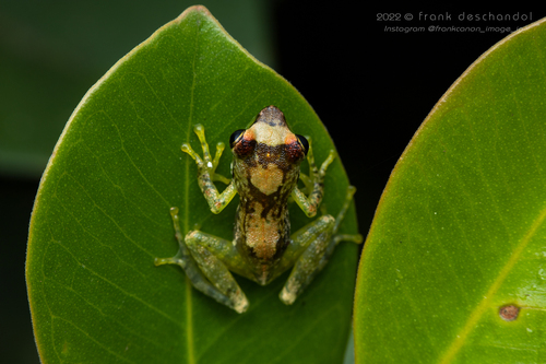 Free Madagascar Frog