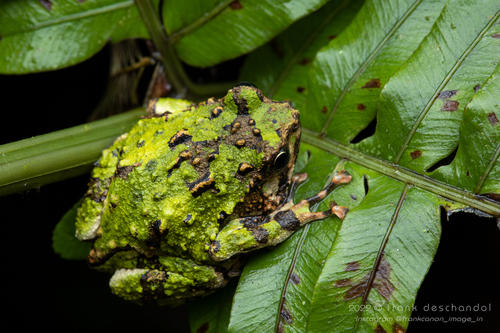 Marbled Rain Frog