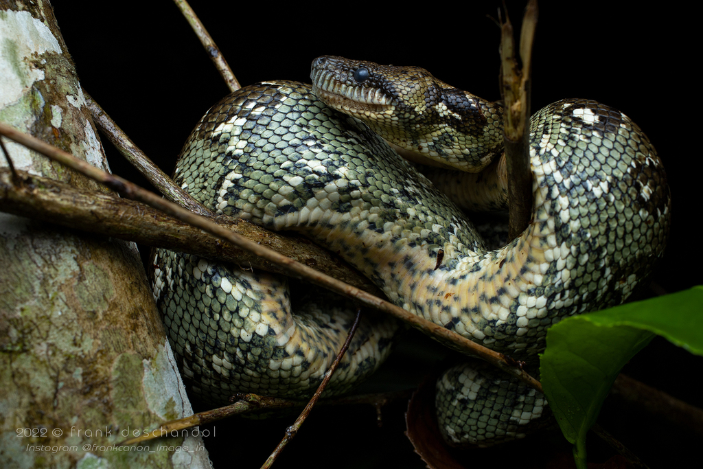 Madagascar tree boa