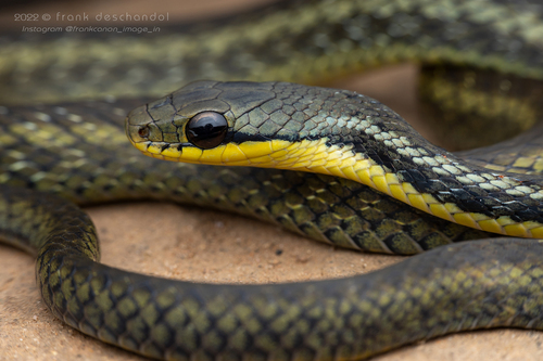 Eastern Madagascar Water Snake