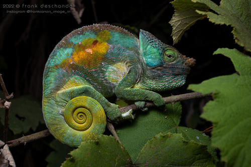 Calumma parsonii