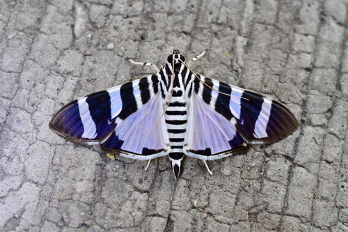 Lypotigris reginalis Stoll, 1781