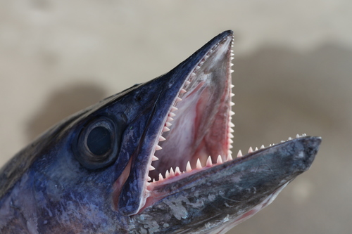 King Mackerel