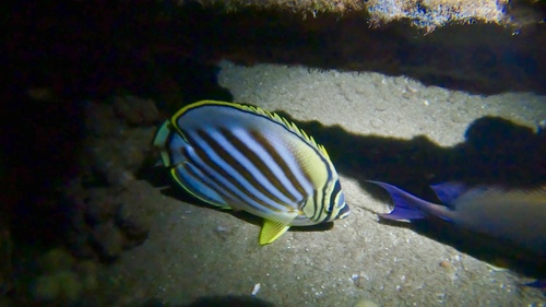 Ornate Butterflyfish