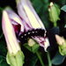 Euproctis fulvatus - Photo 由 Taewoo Kim 所上傳的 (c) Taewoo Kim，保留所有權利