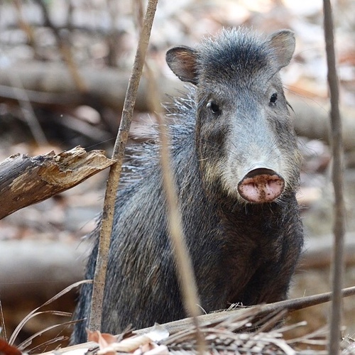 White-lipped Peccary
