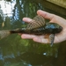 Hypostomus ancistroides - Photo (c) Anderson Hideo Yokoyama, כל הזכויות שמורות, הועלה על ידי Anderson Hideo Yokoyama