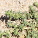Procumbent Pigweed - Photo (c) Jay Keller, all rights reserved, uploaded by Jay Keller