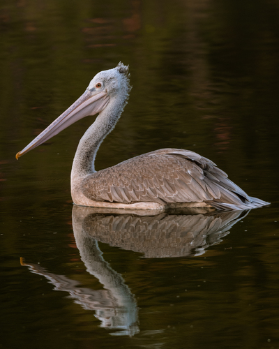 Spot-Billed Pelican