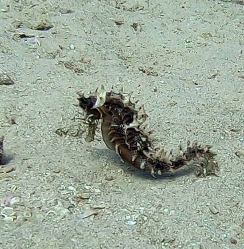 Jayakar's Seahorse — seen at this dive site