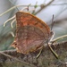 Pointed Leafwing Butterfly - Photo (c) Barbara Moreno Martinez, all rights reserved, uploaded by Barbara Moreno Martinez