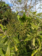 Psychotria marginata image