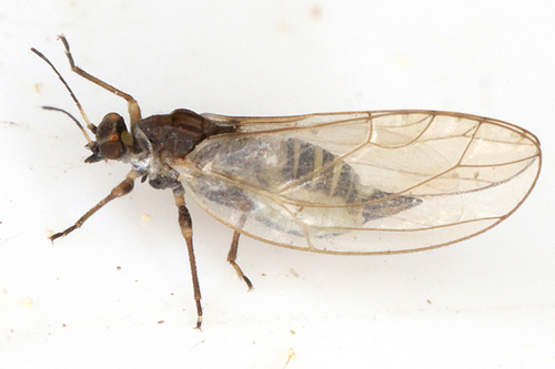 Trioza urticae