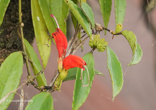 Aeschynanthus parviflorus