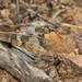 Wheeler's Blue-winged Grasshopper - Photo (c) Alice Abela, all rights reserved