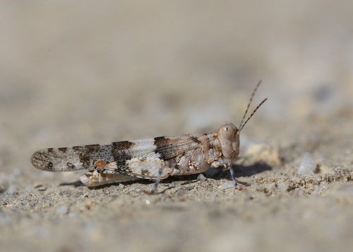 Subgenus Neosphingonotus · iNaturalist