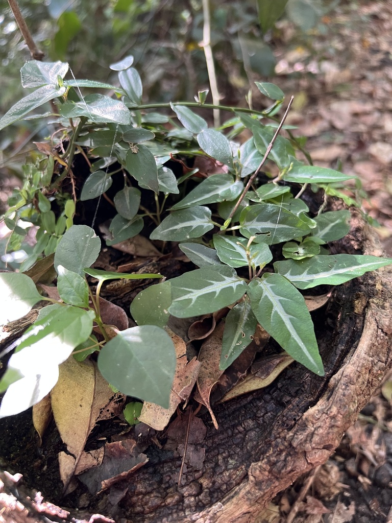 Pastel Flower from Burleigh Head National Park, Burleigh Heads, QLD, AU