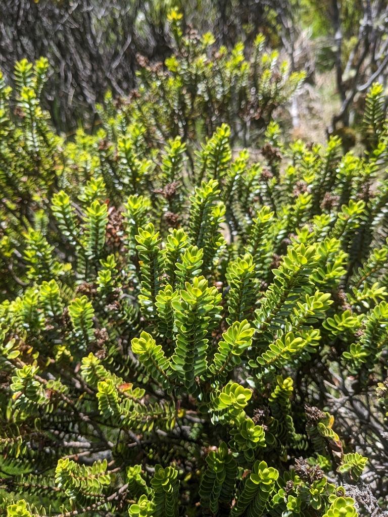 Boxleaf Hebe from 9679, New Zealand on December 13, 2022 at 12:54 PM by