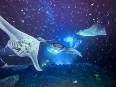 Reef manta ray