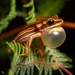 Cerrado Tree Frog - Photo (c) Luis F. C. de Lima, all rights reserved, uploaded by Luis F. C. de Lima