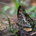Ansorge’s Charaxes - Photo (c) Raphaël Nussbaumer, all rights reserved, uploaded by Raphaël Nussbaumer