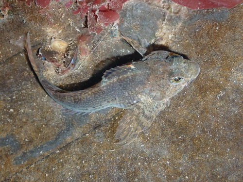 Tidepool Sculpin