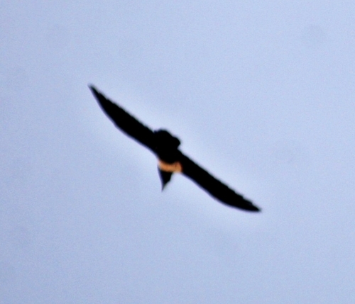 Pied Crow