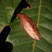 Rhabdoblatta rustica - Photo (c) ihenglan, all rights reserved, uploaded by ihenglan