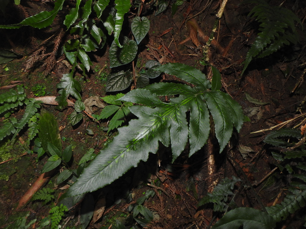Deparia formosana (Deparia formosana)