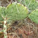 Common Prickly Pear - Photo (c) Kara Pierce, all rights reserved, uploaded by Kara Pierce