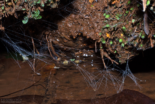 Wendilgarda assamensis