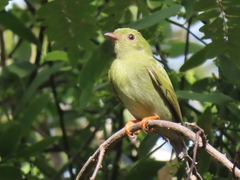 Chiroxiphia lanceolata image