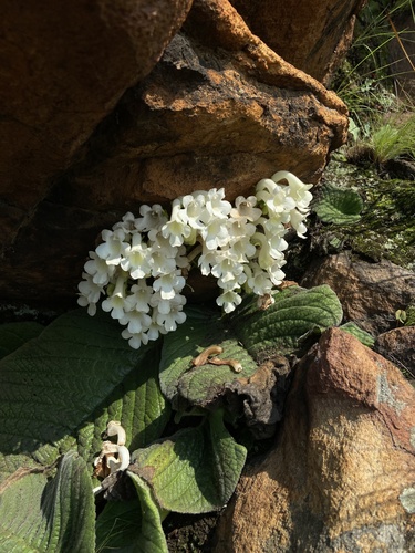 Streptocarpus vandeleurii