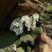 Streptocarpus vandeleurii - Photo (c) Carel Fourie, todos los derechos reservados, subido por Carel Fourie