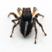 V-Signed Jumping Spider - Photo (c) Frederik Leck Fischer, all rights reserved, uploaded by Frederik Leck Fischer
