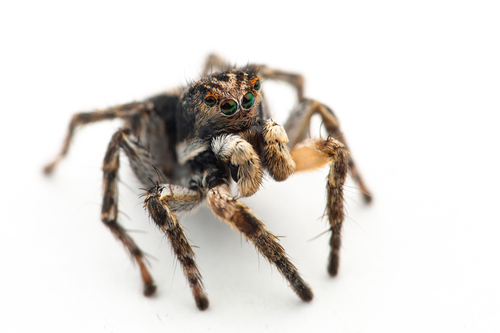 V-Signed Jumping Spider