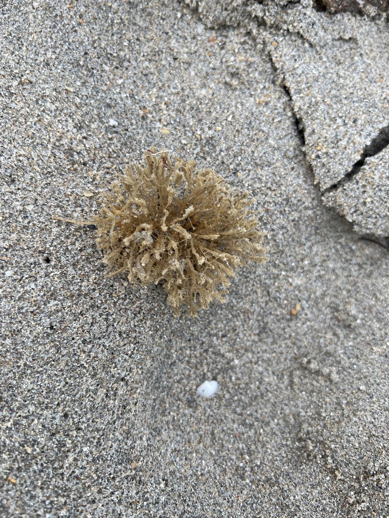 Sponges from Straits of Florida, Hallandale Beach, FL, US on December