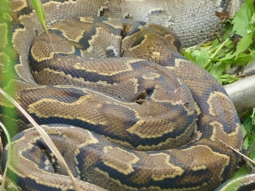 African Rock Python