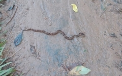 Xenodon rabdocephalus image