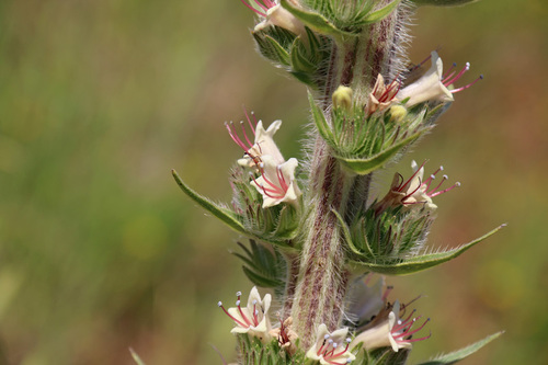 Echium boissieri Steud.