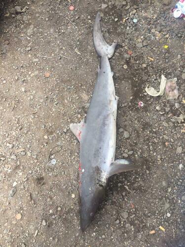Silky Shark