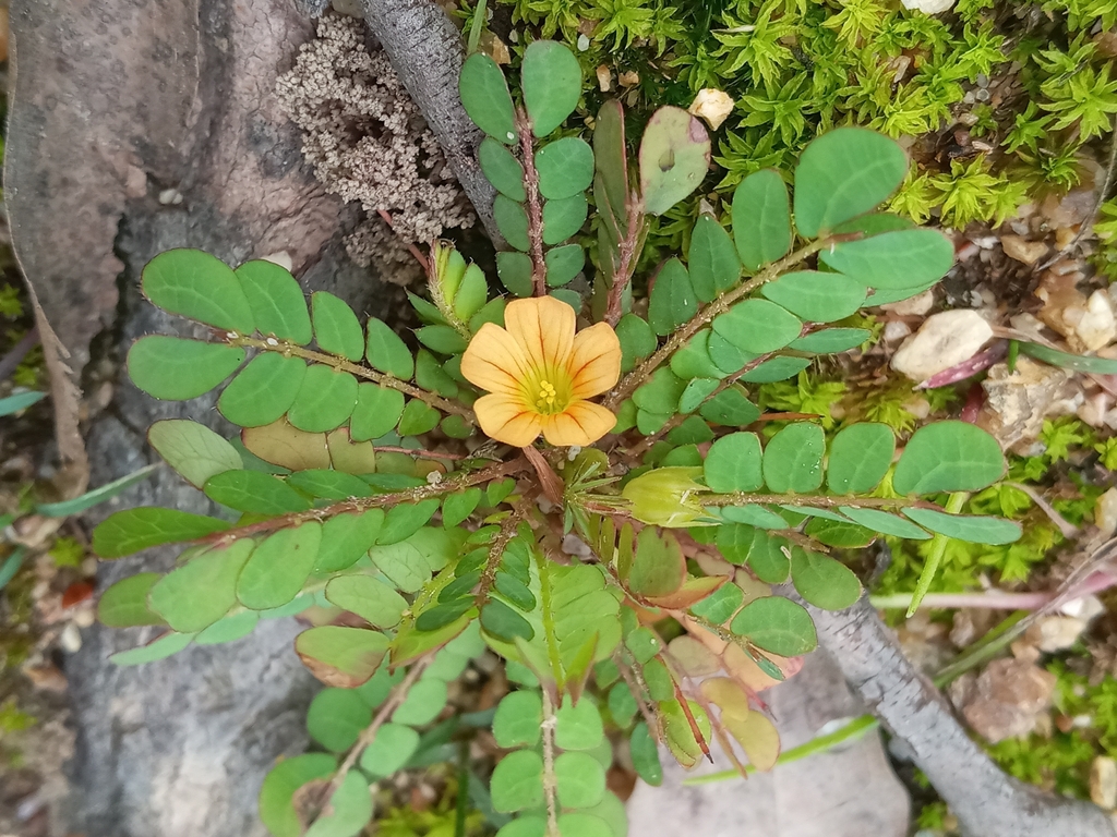 Biophytum umbraculum (Biophytum umbraculum)