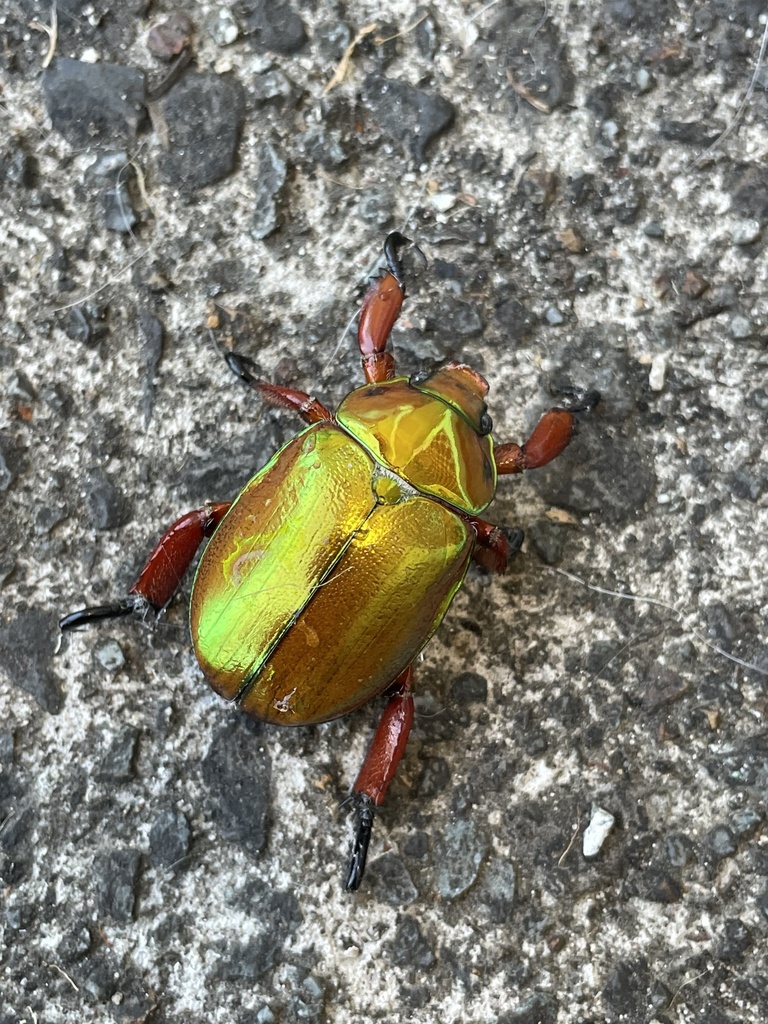 King Christmas Beetle from Johns River Rd, Johns River, NSW, AU on ...