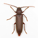 Arhopalus rusticus - Photo (c) Michael H. King, todos los derechos reservados