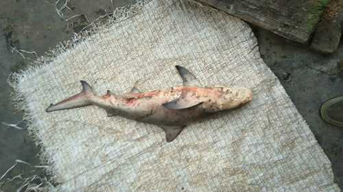 Bull Shark