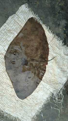 Séret's Butterfly Ray