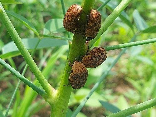 Marbled Fruit Chafer