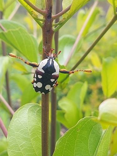 Cheirolasia burkei